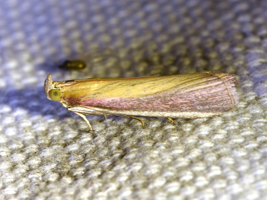 Oncocera semirubella - lucernamoly