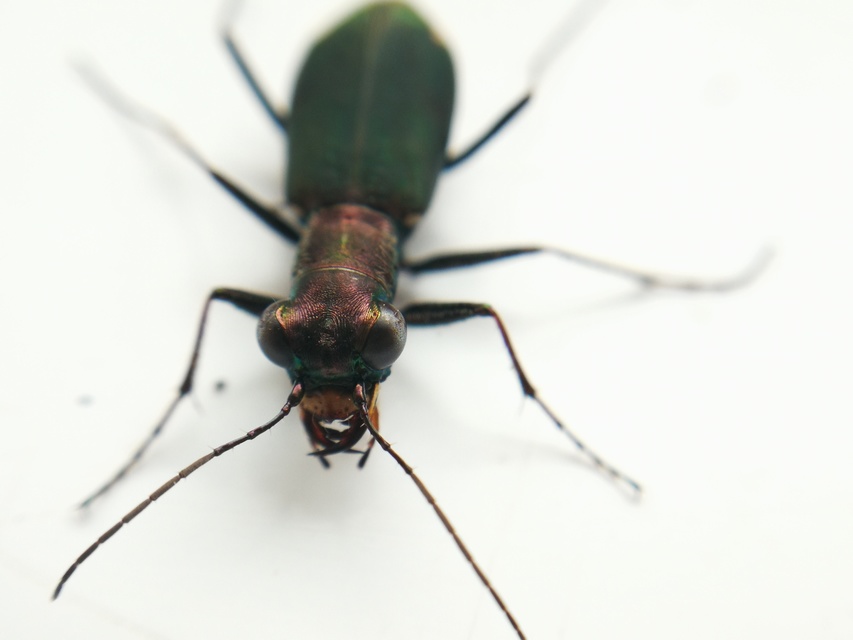Cylindera germanica - parlagi homokfutrinka