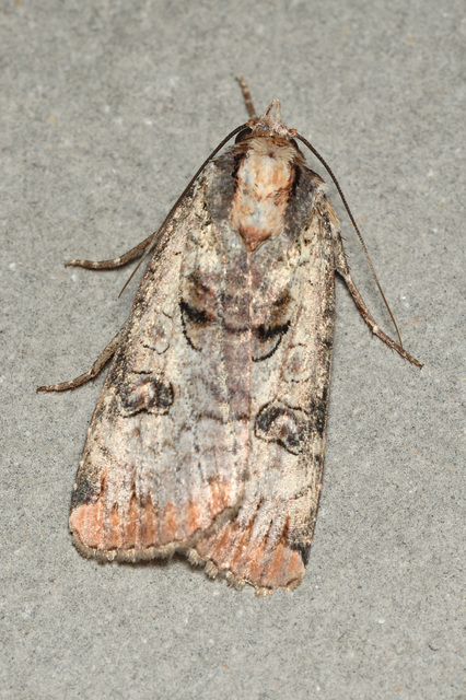 Epilecta linogrisea - karcsú sárgafűbagoly