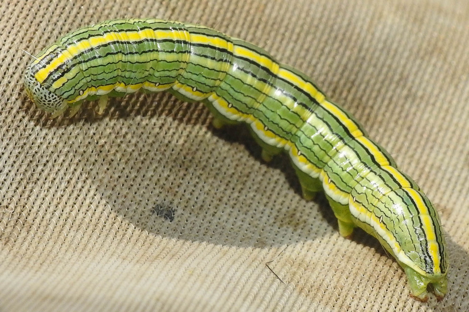 Cucullia asteris - őszirózsa-csuklyásbagoly