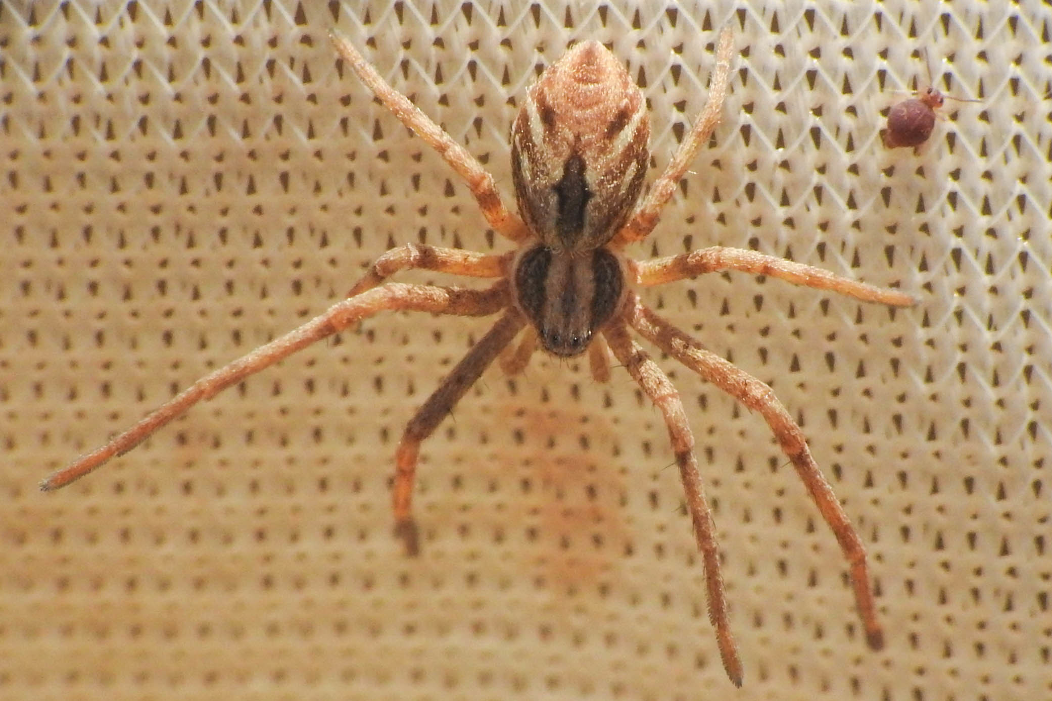 Rhysodromus histrio