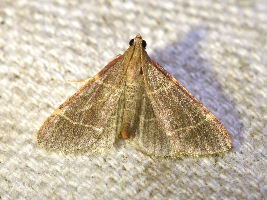 Hypsopygia glaucinalis - rezes fényilonca