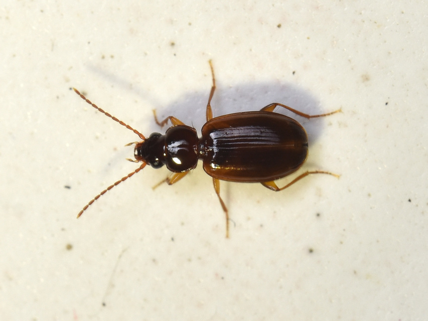 Trechus quadristriatus - közönséges fürgefutonc