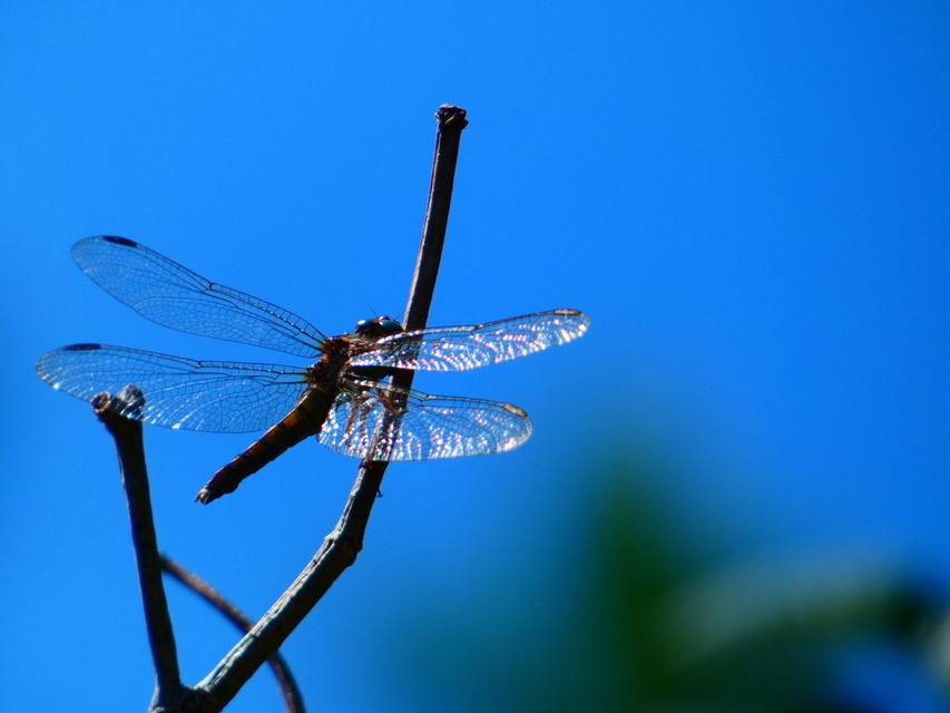 Orthetrum coerulescens - karcsú pásztorszitakötő