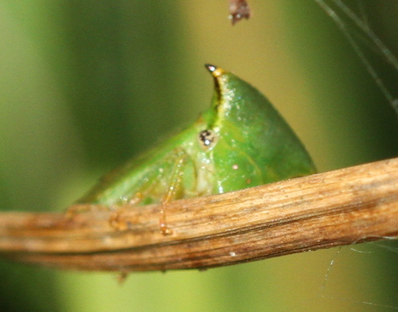 Stictocephala bisonia - bivalykabóca