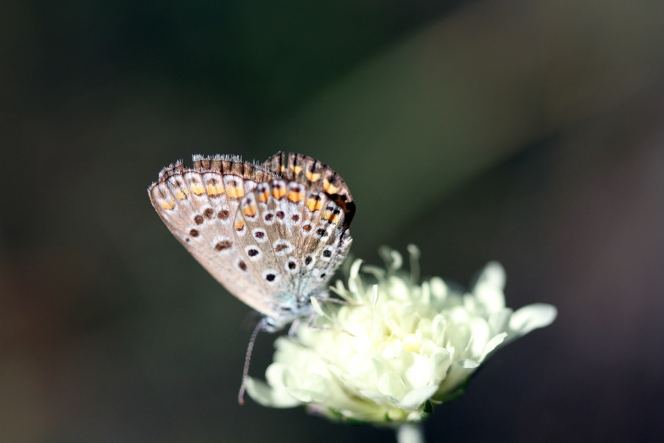 Polyommatus icarus - közönséges boglárka