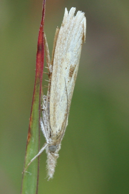 Agriphila inquinatella - közönséges fűgyökérmoly