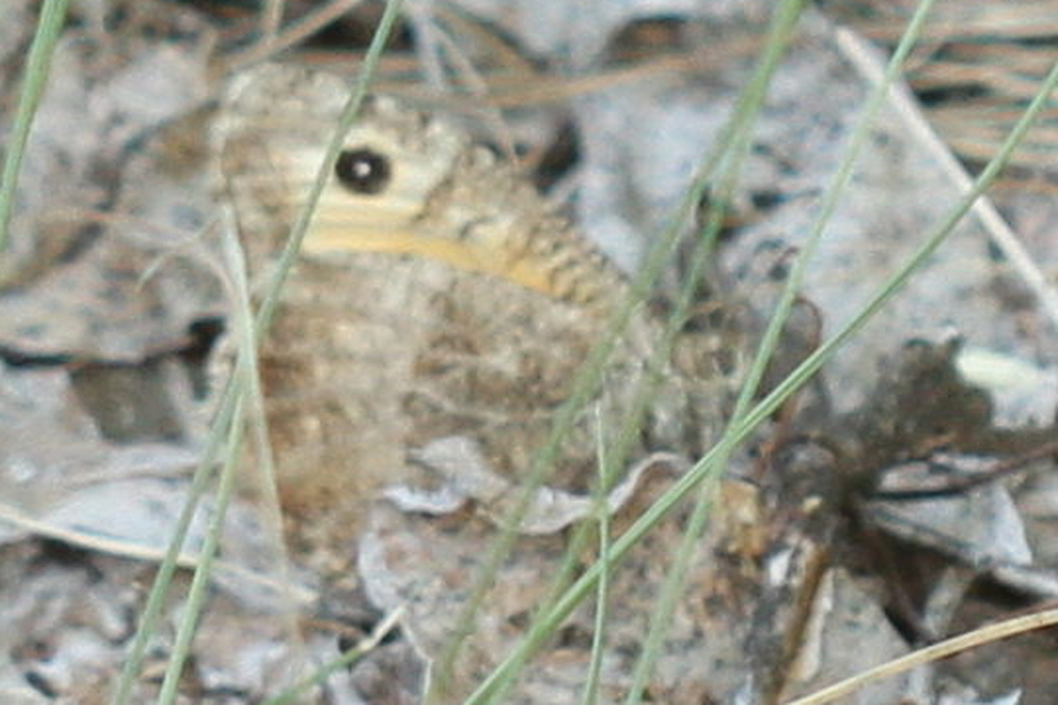 Arethusana arethusa - közönséges szemeslepke