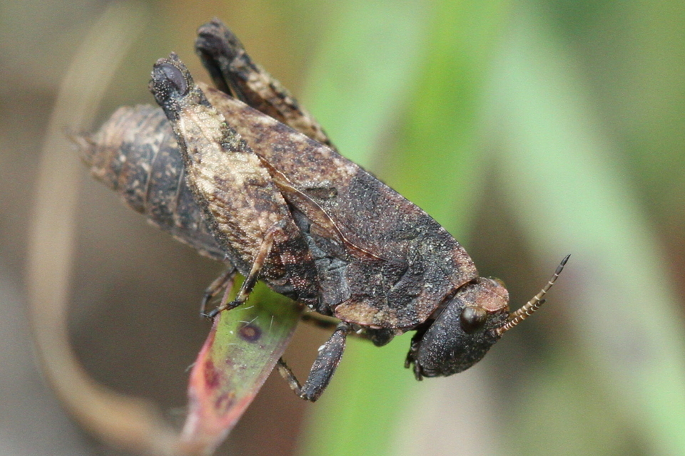 Tetrix bipunctata - kétpettyes tövishátúsáska