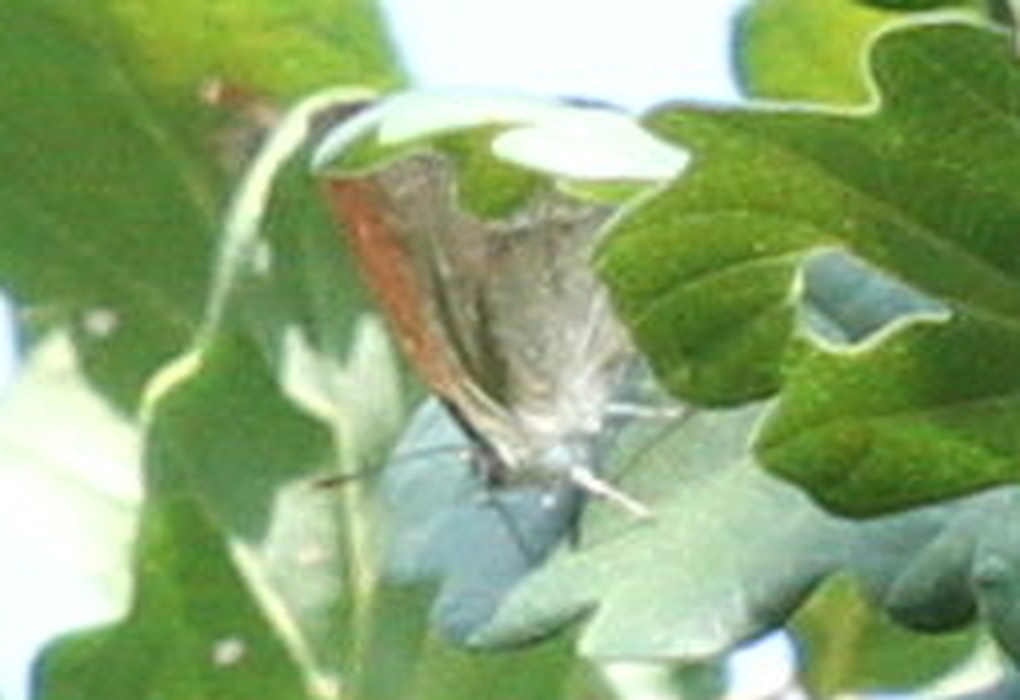 Neozephyrus quercus - tölgyfalepke