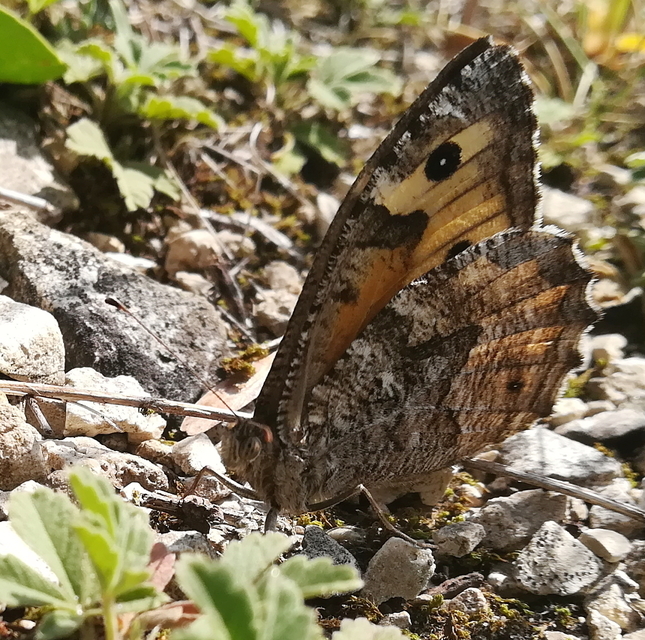 Hipparchia semele - barna szemeslepke