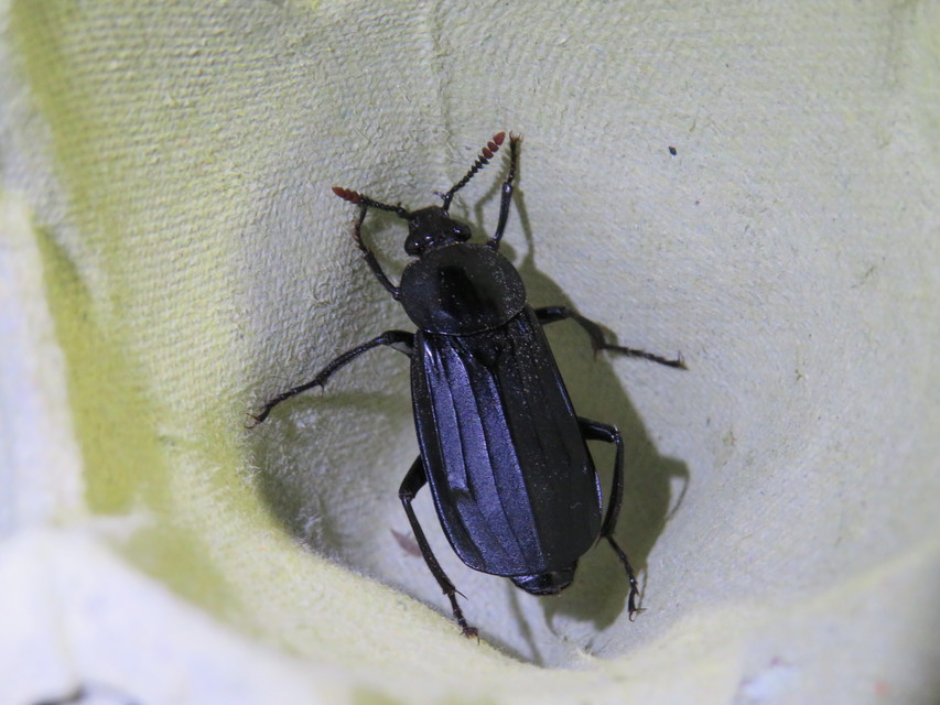 Necrodes littoralis - nagy dögbogár