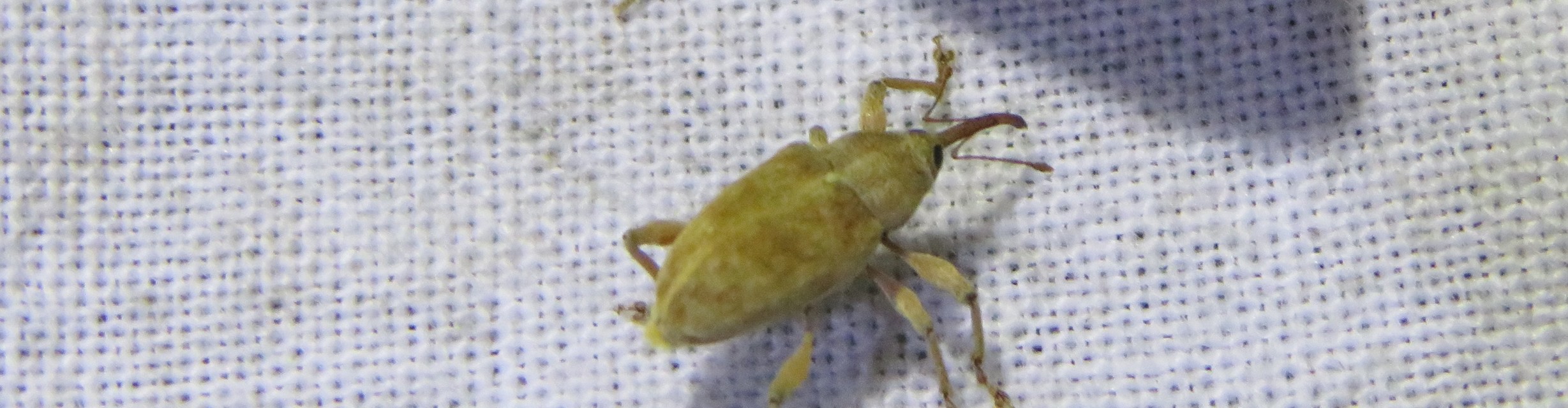 Curculio elephas - gesztenyezsuzsóka