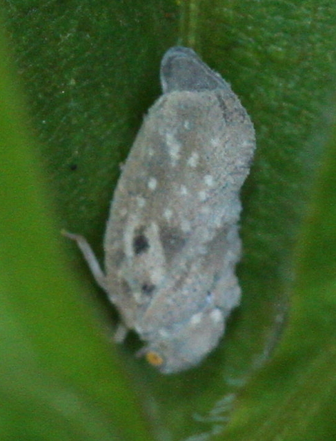 Metcalfa pruinosa - amerikai lepkekabóca