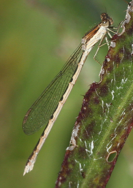 Sympecma fusca - téli rablószitakötő