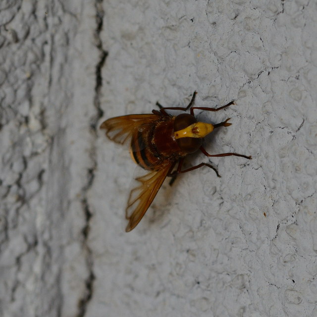 Volucella zonaria - kétöves pihelégy