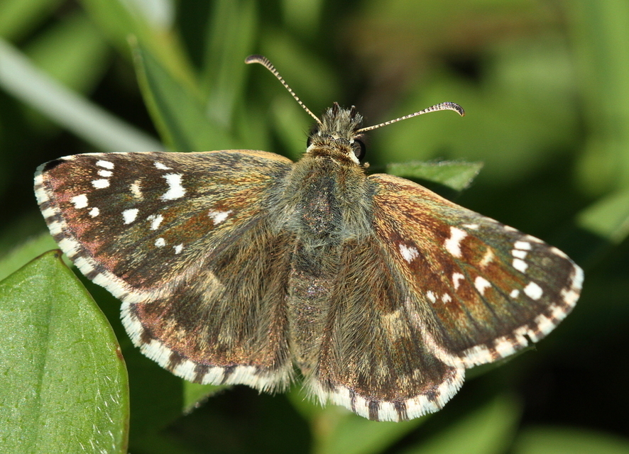 Pyrgus armoricanus - feles busalepke