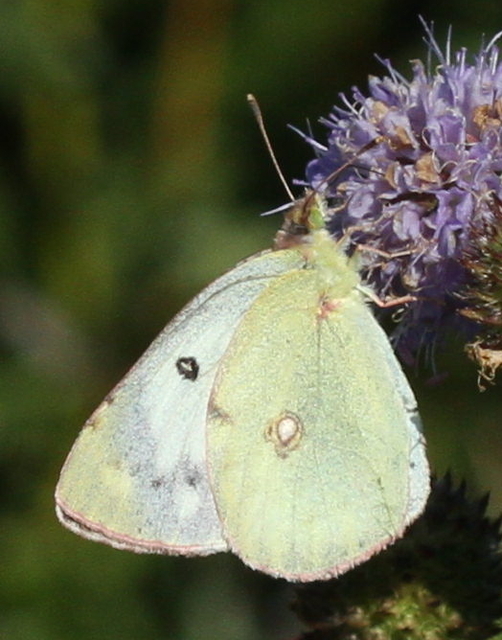 Colias alfacariensis - déli kéneslepke
