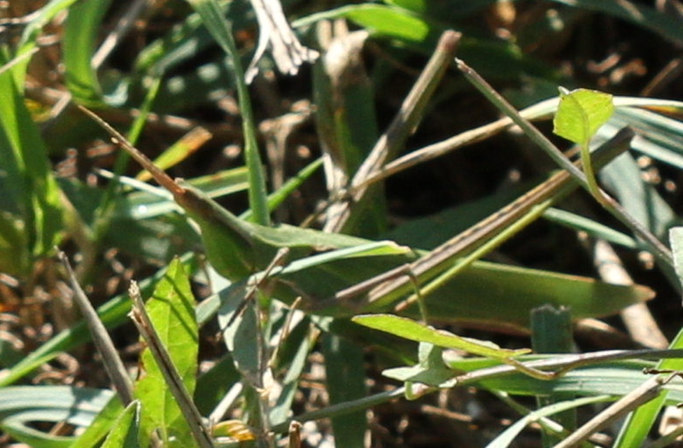 Acrida ungarica - sisakos sáska Acrida ungarica - sisakos sáska
