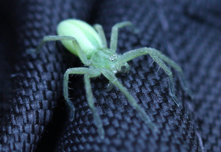 Micrommata virescens - hunyópók