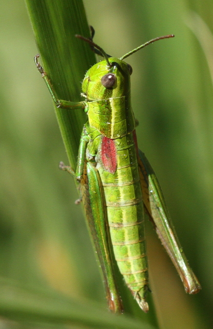 Euthystira brachyptera - smaragdzöld sáska