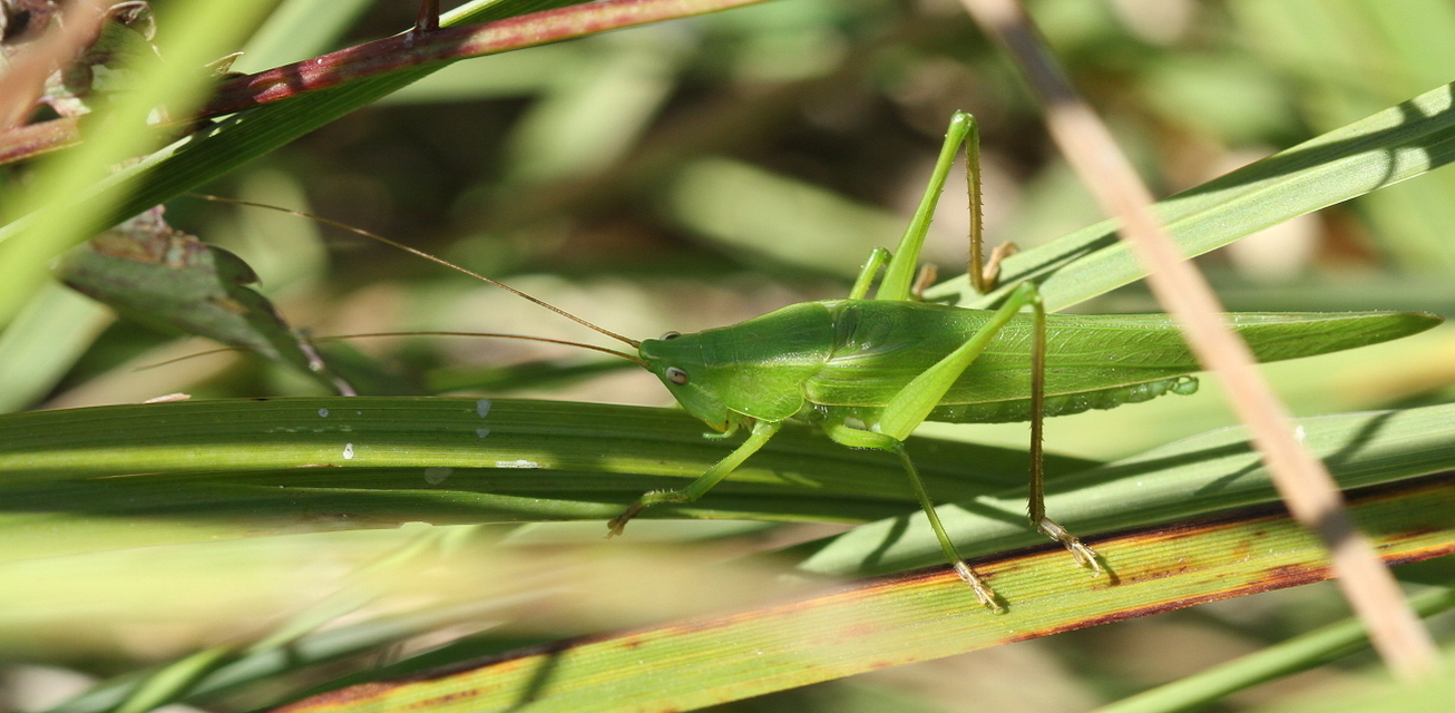 Ruspolia nitidula - nagy kúpfejűszöcske