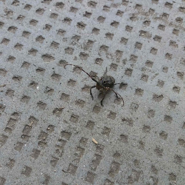 Mesosa curculionoides - szemfoltos cincér