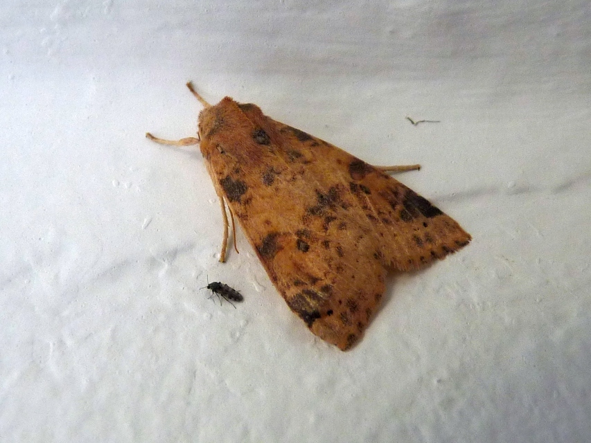 Cirrhia ocellaris - fakó sárgabagoly
