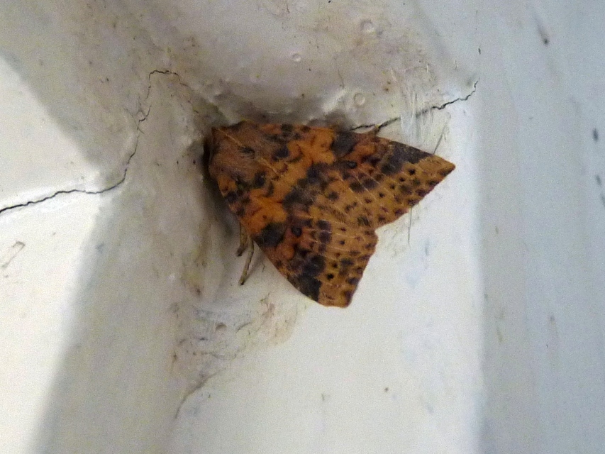 Cirrhia ocellaris - fakó sárgabagoly