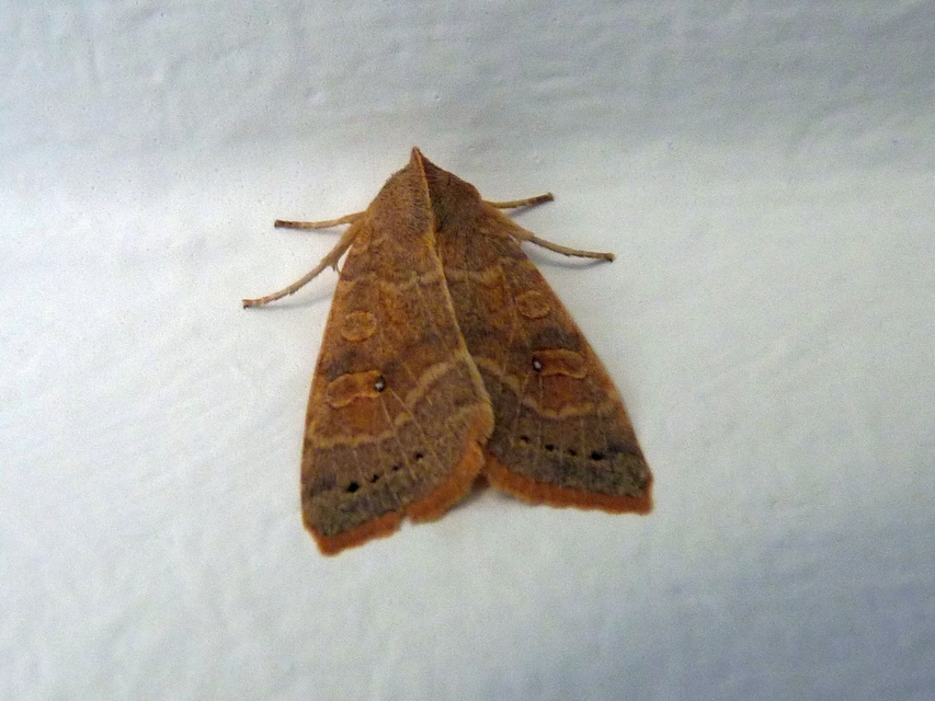 Cirrhia ocellaris - fakó sárgabagoly