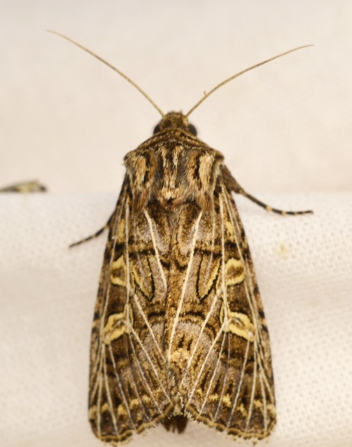 Tholera decimalis - közönséges fésűsbagoly