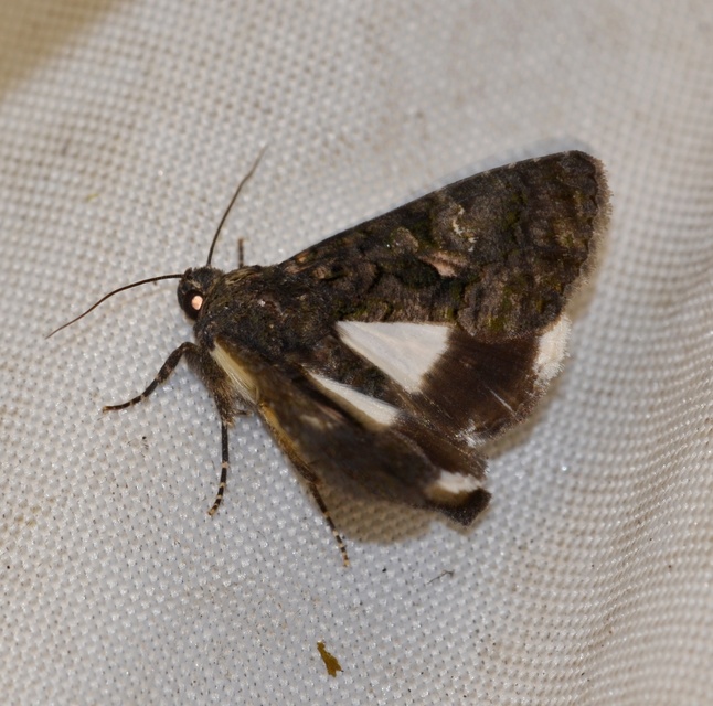 Anophia leucomelas - déli folyófűbagoly