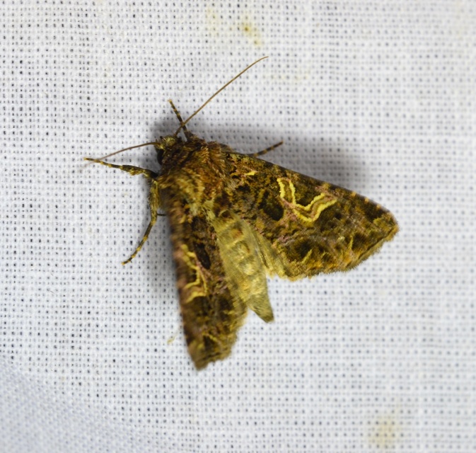 Sideridis rivularis - vörhenyes szegfűbagoly
