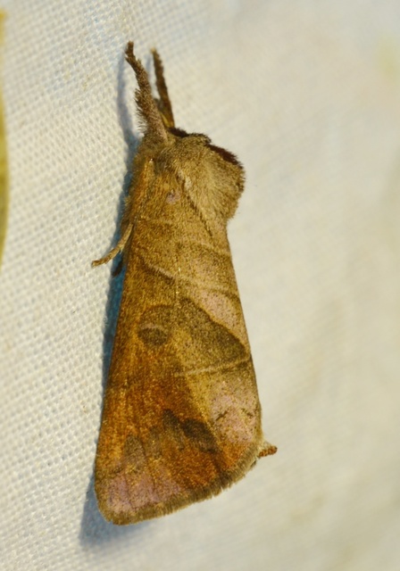 Clostera anastomosis - barna levélszövő
