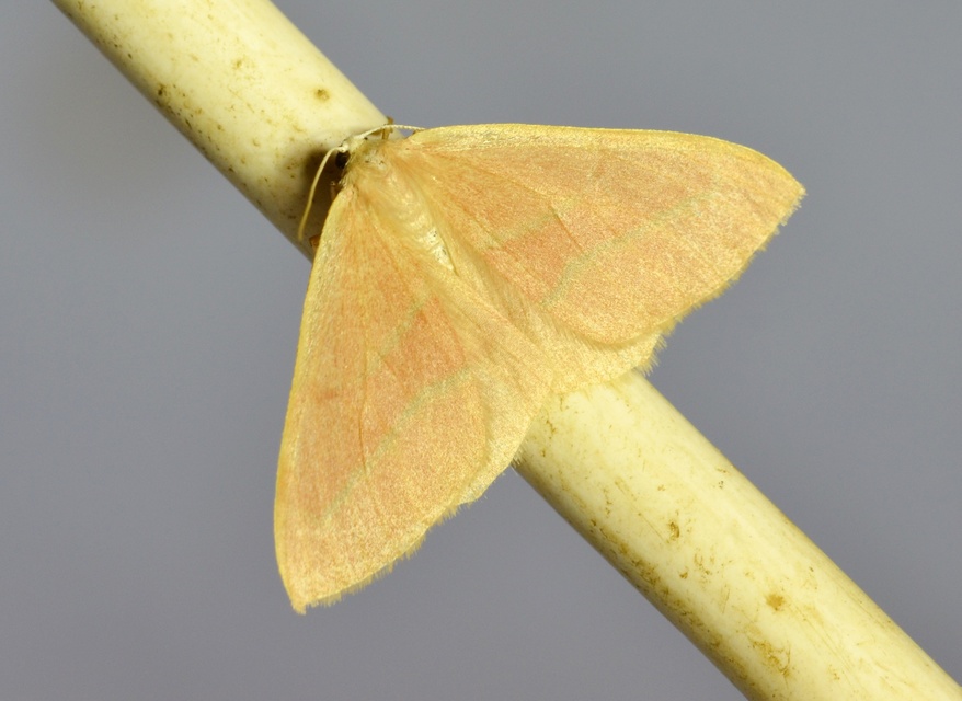 Hylaea fasciaria - erdeifenyő-sávosaraszoló