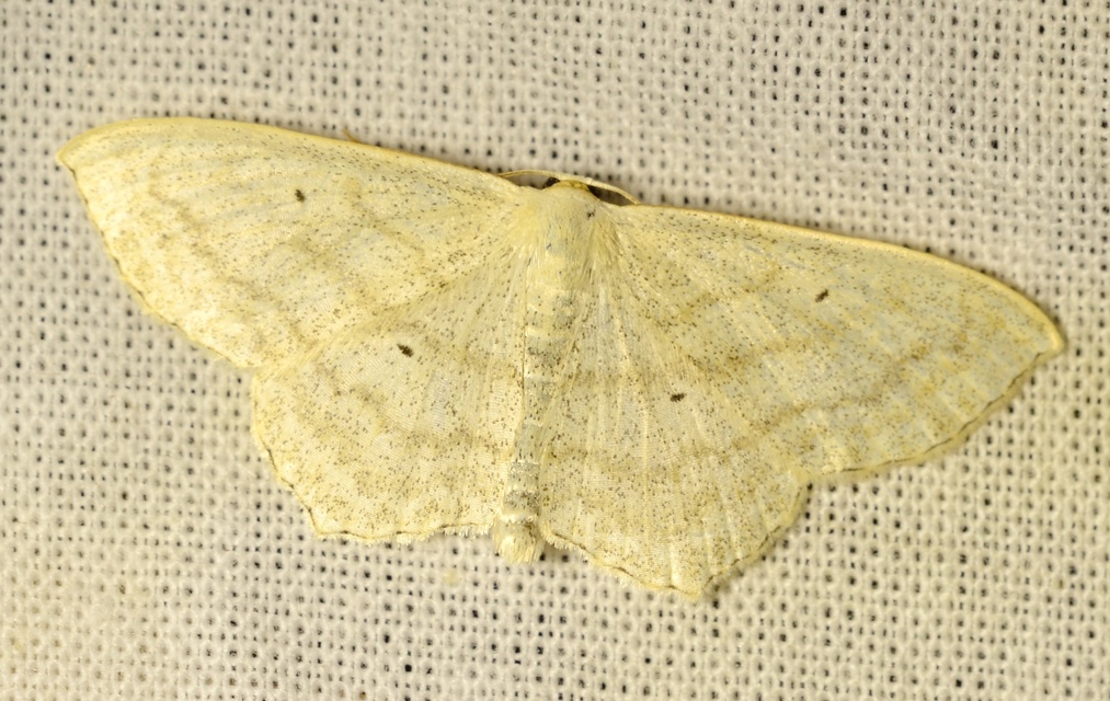 Scopula nigropunctata - feketepettyes araszoló
