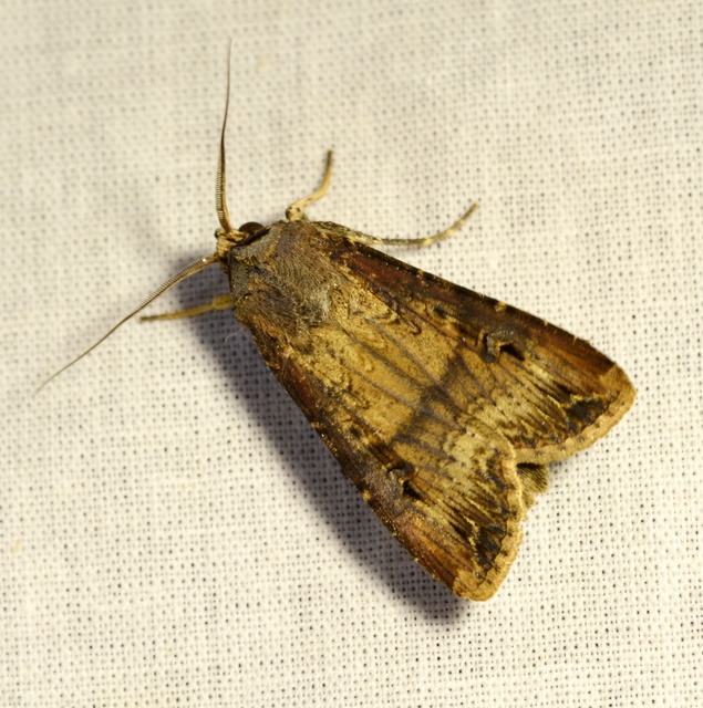 Agrotis ipsilon - nagy földibagoly