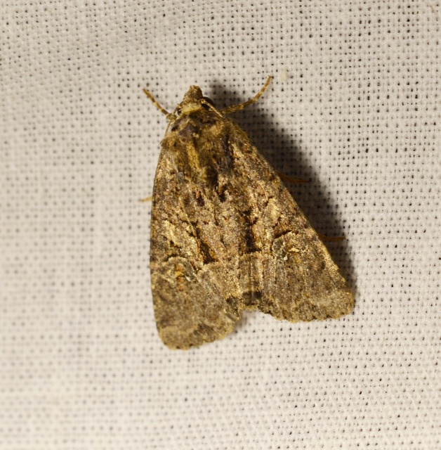 Mesapamea secalella/secalis