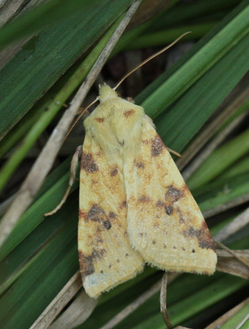 Cirrhia icteritia - nyárfa-sárgabagoly