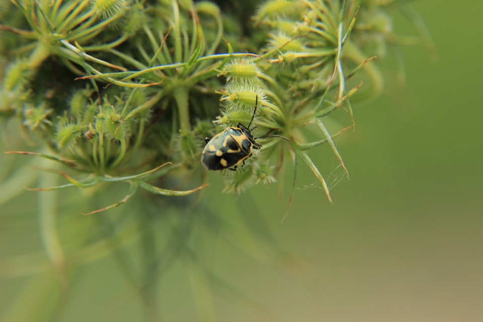 Eurydema oleracea - paréjpoloska Eurydema oleracea - paréjpoloska