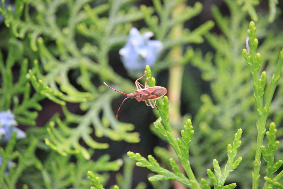 Gonocerus juniperi - boróka-karimáspoloska