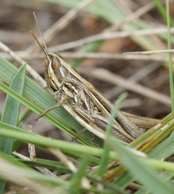Euchorthippus pulvinatus - karcsú rétisáska