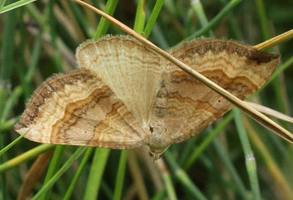 Scotopteryx chenopodiata - libatop-araszoló