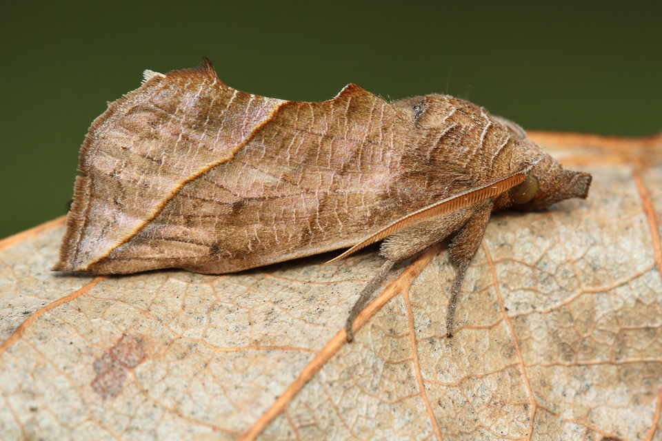 Calyptra thalictri - öblösszárnyú bagoly