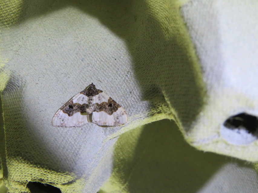Cosmorhoe ocellata - szemes galajaraszoló