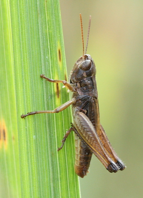 Stenobothrus crassipes - rövidszárnyú sztyepprétisáska