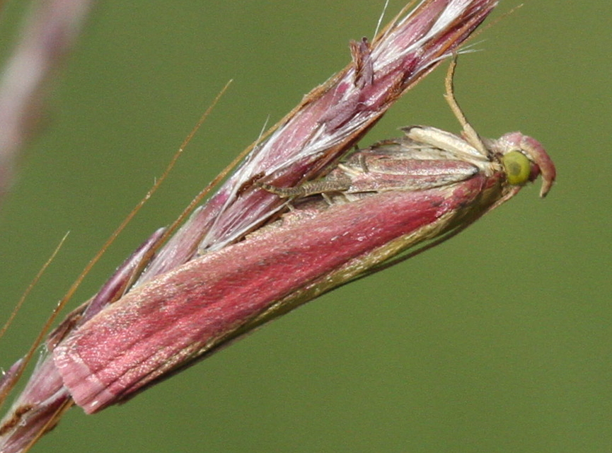 Oncocera semirubella - lucernamoly