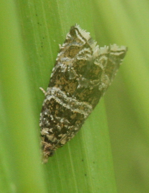 Celypha rivulana - dudvasodró tükrösmoly