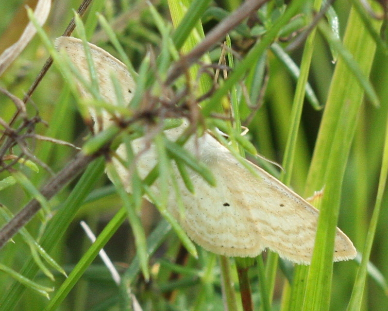 Scopula immutata - réti fehéraraszoló