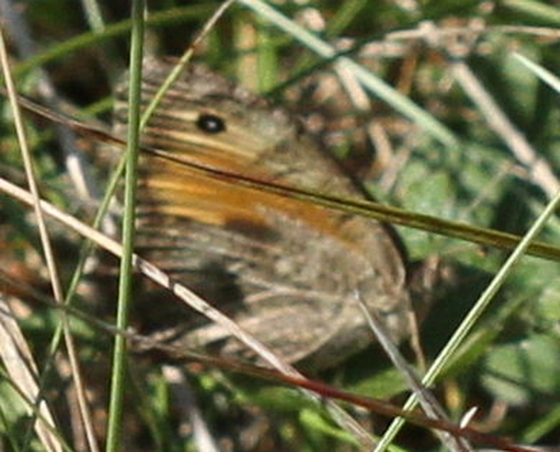 Arethusana arethusa - közönséges szemeslepke